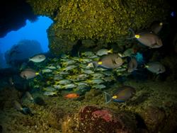 Cape Verdes Dive Centre - Sal Island. Lost Anchor cave.